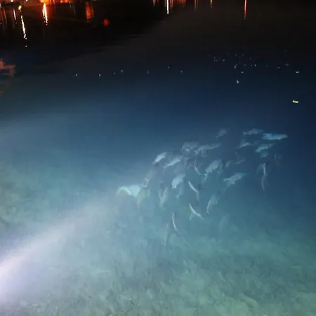 Szálloda Dolphin 3*